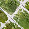 Pressed Dried Leaves Plant for Resin Molds Natural Pressed Dried Leaves For Scrapbooking Soap Candle Jewelry Making