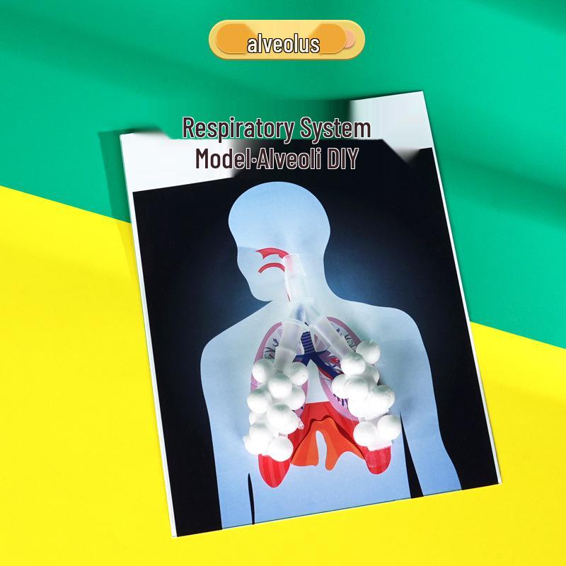 DIY Human Lung Alveoli Model for Student Science Projects & STEAM Education
