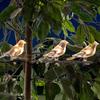 Solar Bird String Lights, Outdoor Waterproof Garden Light, Warm Glow LED Light for Patio Balcony Lawn Decor