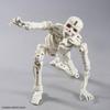Bandai Spirits  Bandai Spirits  30mf Duro Skeleton Color Coded Plastic Model Duro Skeleton