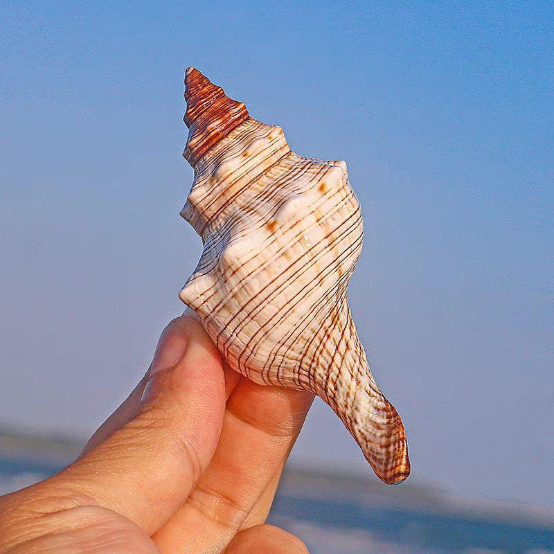 

Велика прикраса з морських мушель для дому та акваріума