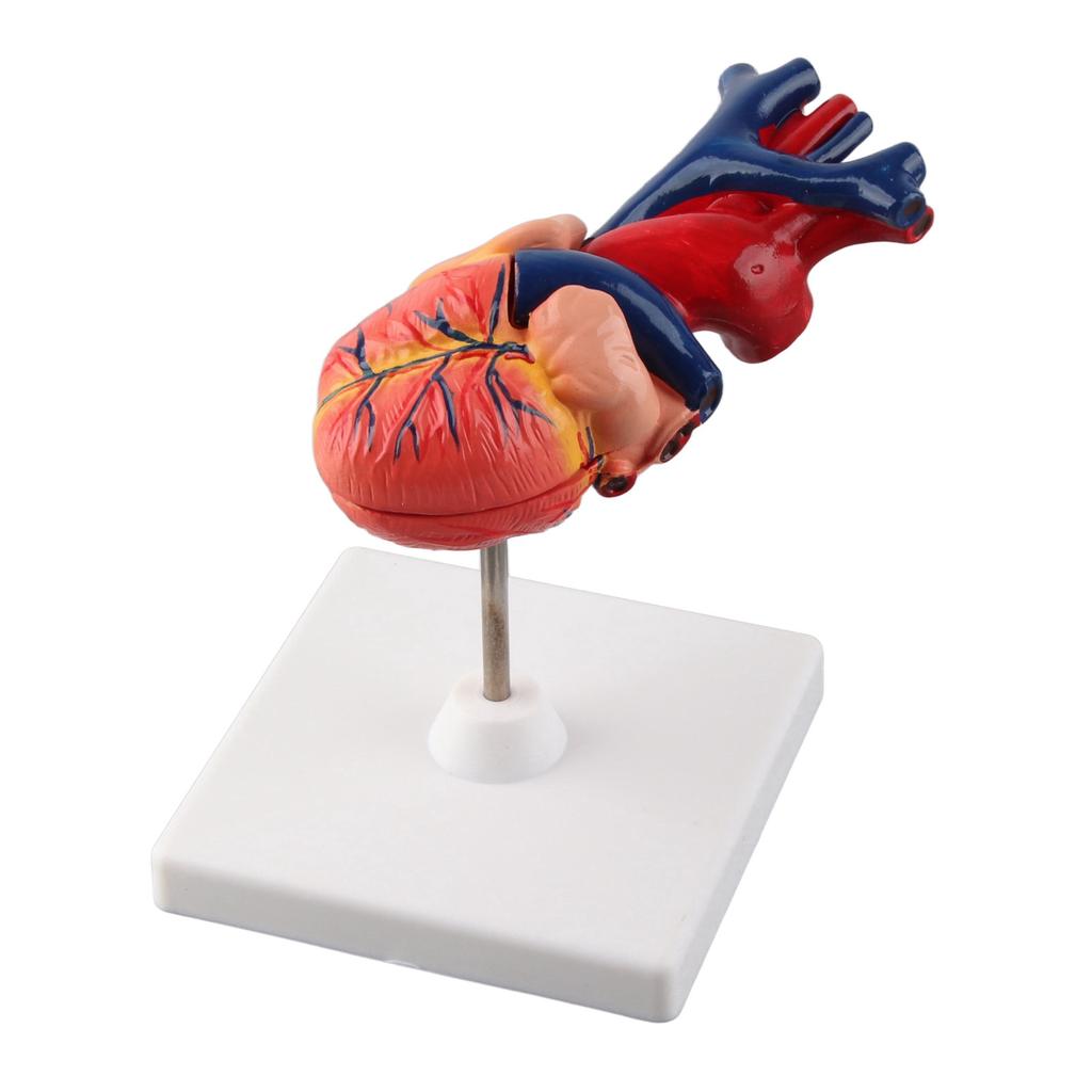 Life Size Anatomical Human Heart Model for Middle and High School Biology Teaching Tool