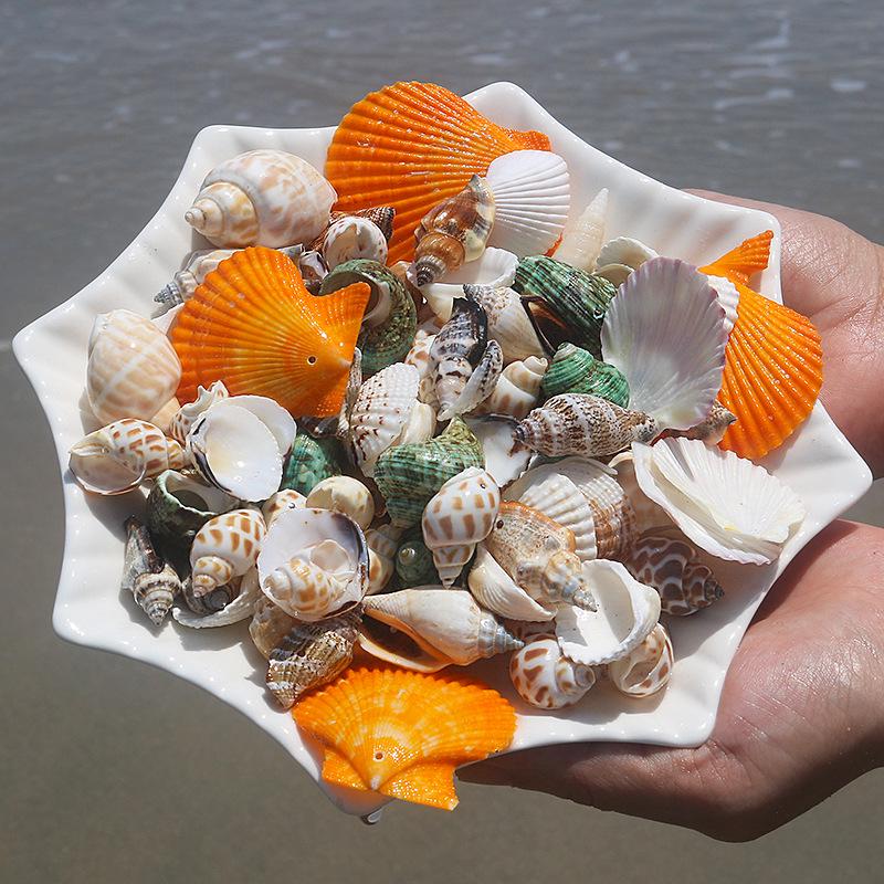 Handmade Natural Seashell Conch & Starfish Frame for DIY Fish Tank or Landscaping