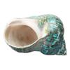 10CM Green Big Conch Home Furnishing Marine Sea Decor Fish Dry Aquarium Decor Natural Shell Craft