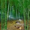 Custom Photo Wallpaper 3D Nature Landscape Bamboo Forest Mural Living Room TV Sofa Bedroom Home Decor Papel De Parede Wallpapers
