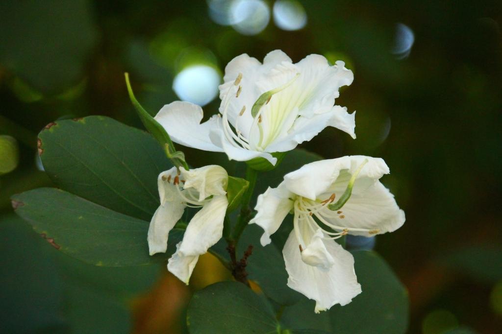 SAFLAX Arborele de orhidee albă - 5 semințe - Bauhinia variegata candida