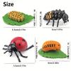 Simulation Animal Model Insect Growth Cycle Model Set, Suitable For Home Decoration, Desktop Ornaments, Children'S Cognition