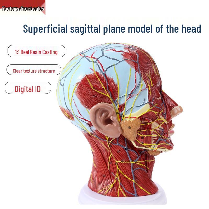 Sagittal Human Head Model with Nerves, Blood Vessels, and Medical Beauty Features Sagittal Head Anatomy Model