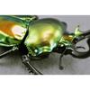 BACALYSO | Nirvana Rainbow Stag Beetle Figure, Lucanidae, 7.3cm, Includes Box, Refrigerator Attachment, Magnetic Ornament, Realistic Adult, Illustrate