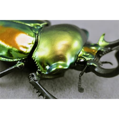 BACALYSO | Nirvana Rainbow Stag Beetle Figure, Lucanidae, 7.3cm, Includes Box, Refrigerator Attachment, Magnetic Ornament, Realistic Adult, Illustrate
