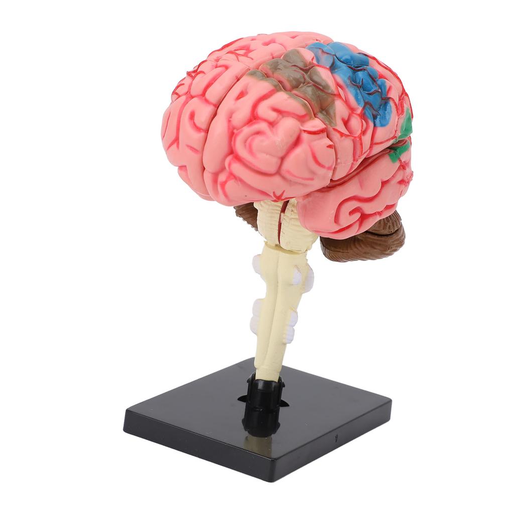 Brain Model Neuroanatomy Structure Teaching Tool Human Brain Anatomical Model with Base for Education Display