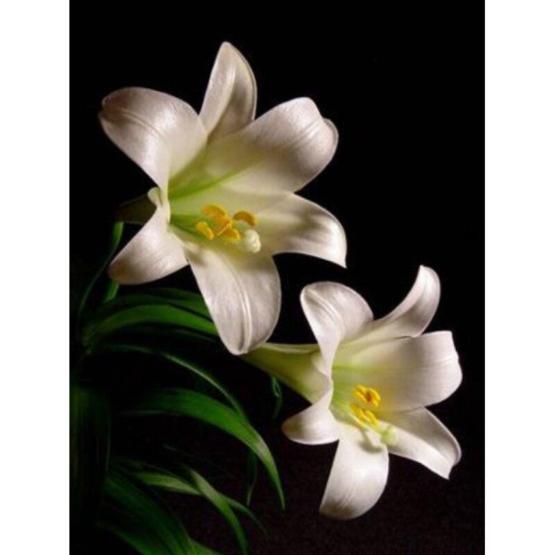 5D DIY sada na malování diamantů Krásné květiny Diamantové vyšívání kamínky Dekorace pro domácnost