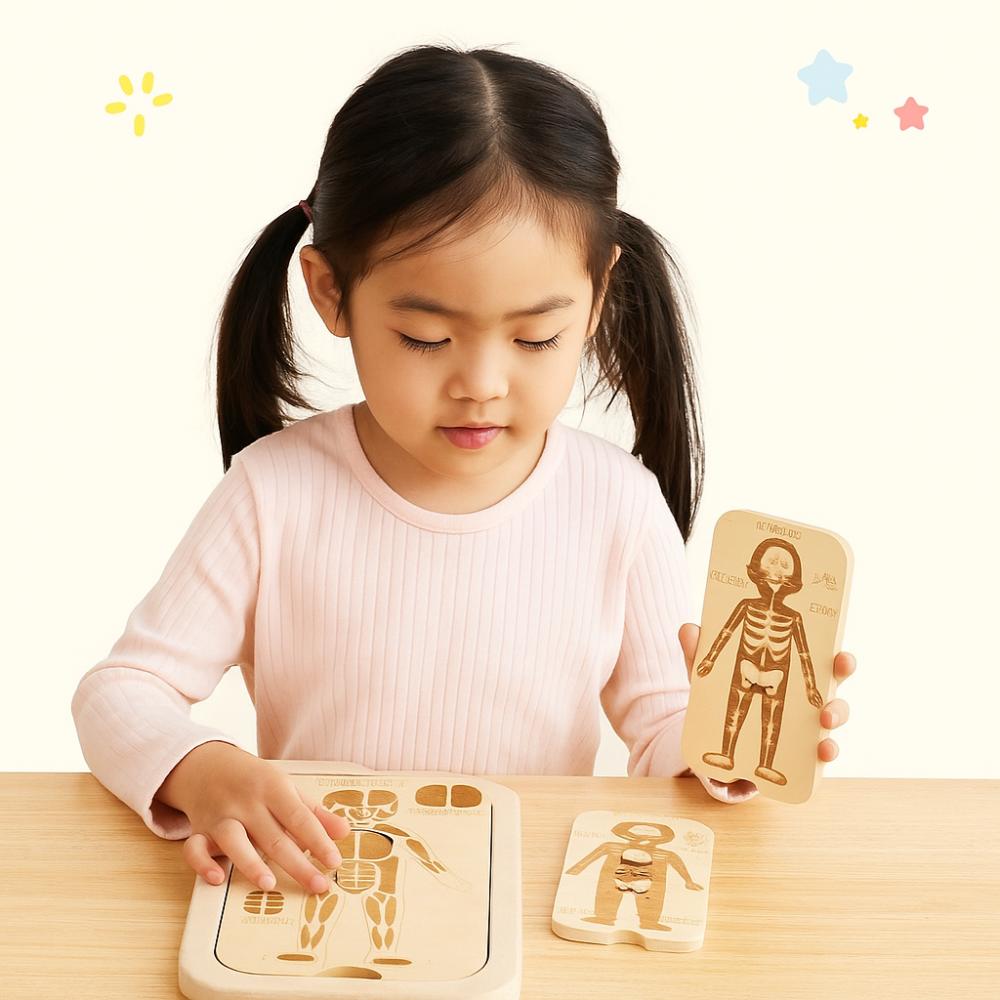Organ Model Montessori Jigsaw Puzzle Human Structure Human Structure Toy  Science Learning