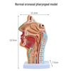 Human Nasal Cavity & Pharynx Anatomical Model - ENT Teaching Tool