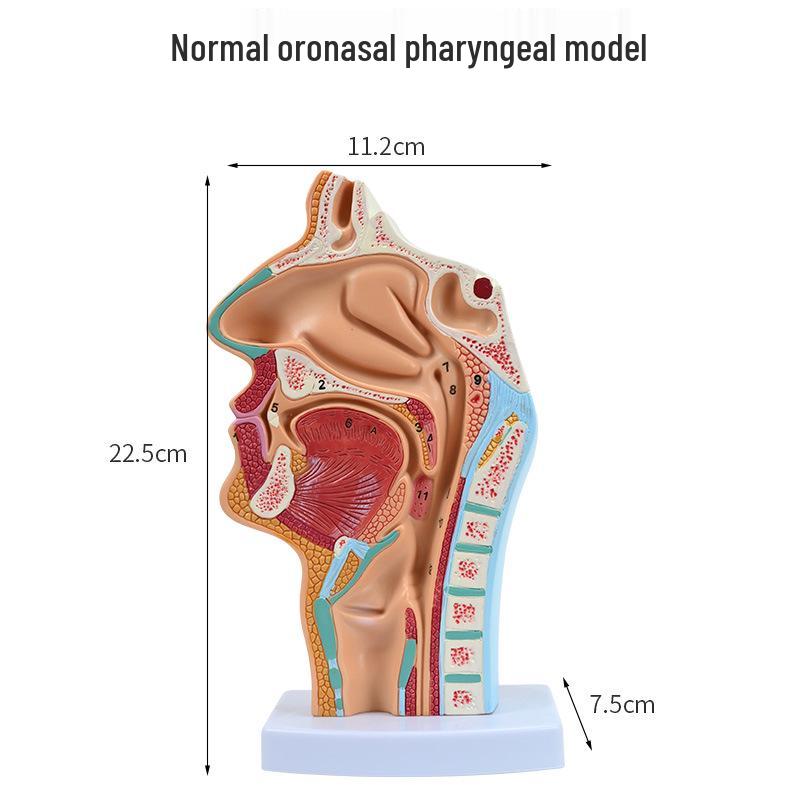 Human Nasal Cavity & Pharynx Anatomical Model - ENT Teaching Tool