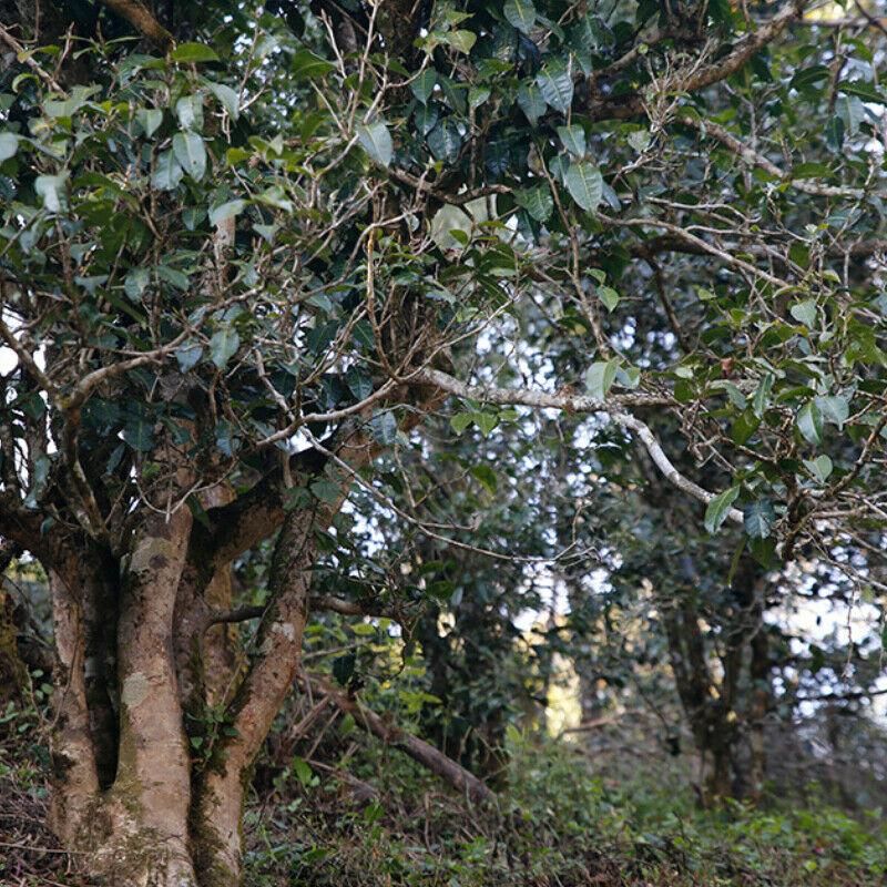 500 г органического пуэра из сырых бамбуковых побегов Туоча — фото 10