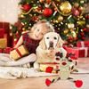 Christmas Dog Toys, Squeaky Dog Toy for Large Dogs, Cute Elk Plush Dog Toys with Crinkle Paper, Dog Chew Toys for Small Medium Breed
