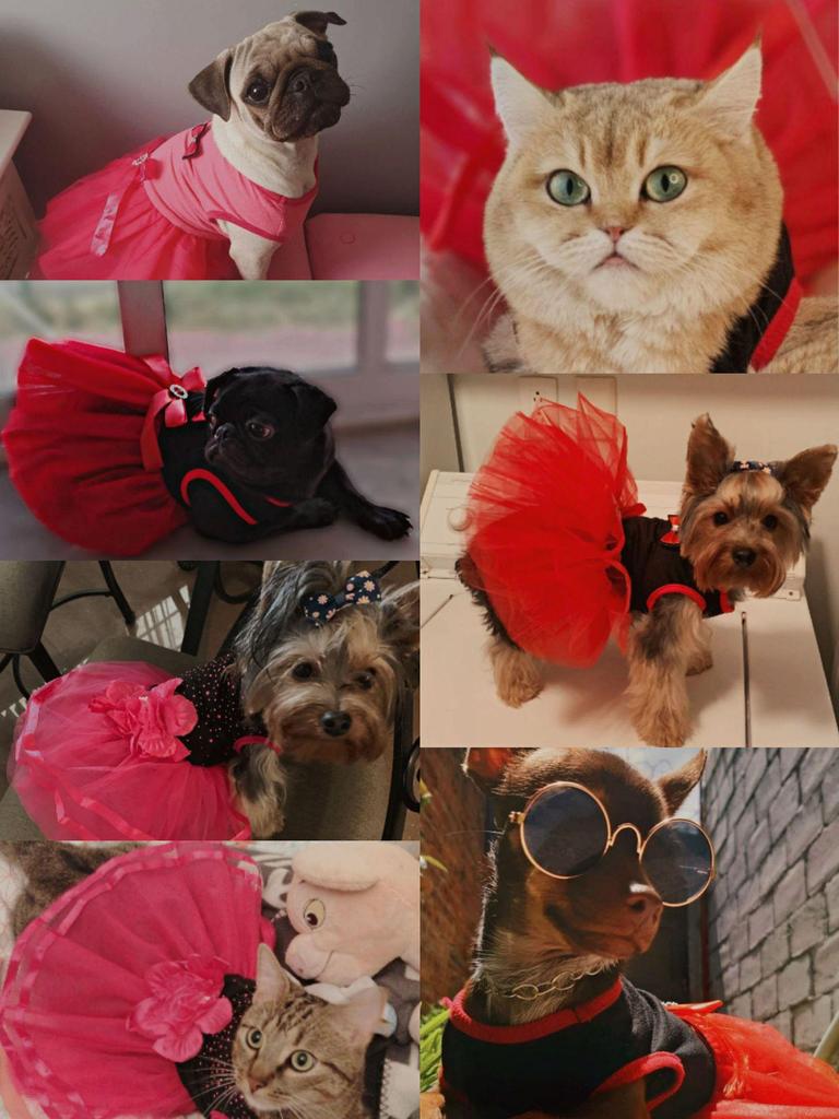 Baffy Pet Clothing: Stylish Cat & Dog Apparel and Skirts