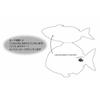 Sanrio Message Card Celebration Sea Bream with Mizuhiki CR24-9 L 224