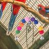 Pet Bird Chewing Toy Colorful Parrot Toy Bird Tearing Toys Birds Cage Supplies Bird Cage Bell String Toys with Rattan Balls