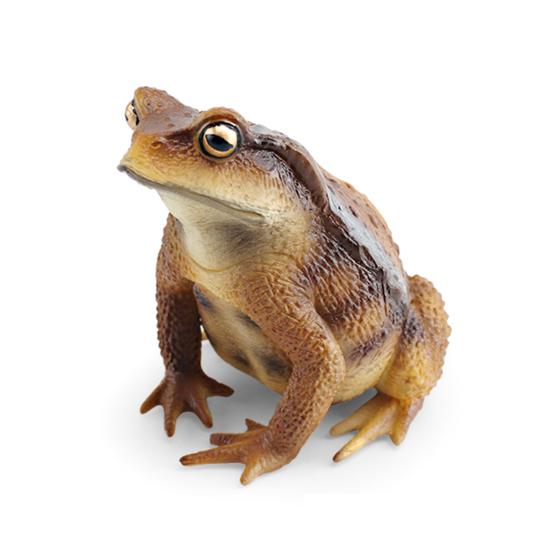Figurka rosničky Realistická Socha ropuchy Socha Ornament Dekorace Děti Vzdělávací simulace Model divokého zvířete Hračka Batolata Chlapci Dívky Dárek