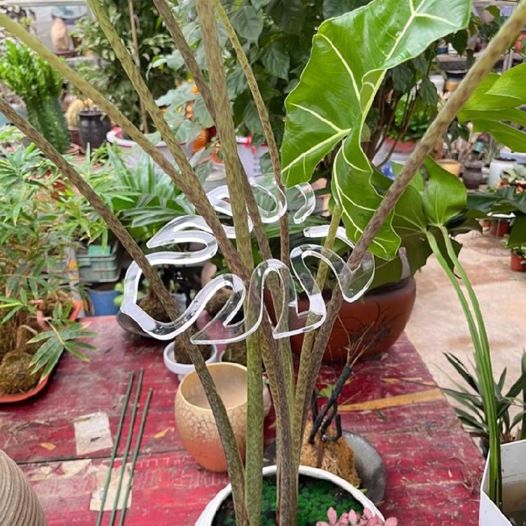 Invisible Garden Plant Support Stake Clear Plastic Stem Holder For Preventing Plant Collapse Suitable For Various Vegetation