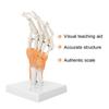 Hand Joint Skeleton Model Detachable Human Hand Teaching Model with Base