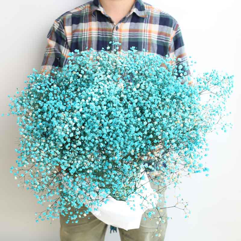 Eternal Gypsophila Bouquet: Color-Absorbing Ilocos Flowers for DIY Floral Arrangements and Wedding Decorations