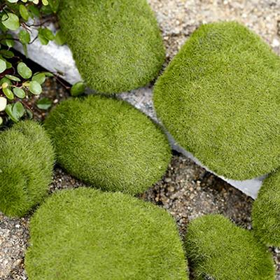 Creative Moss Stones Anti-fade Irregular Shape No Withering