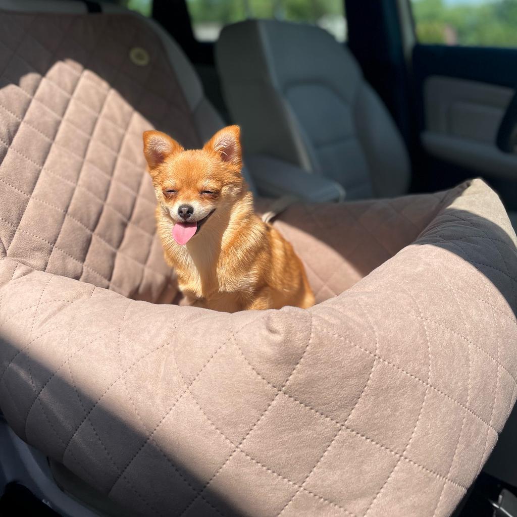 Silver Dog Car Seat