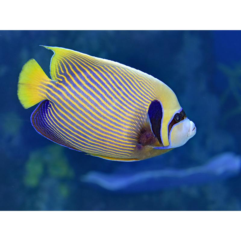 Bece Fish 5D DIY Diamond Painting Fish world Diamond Embroidery Full Set Cross ...