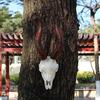 Eye Catching Animal Garden Decors Charm Artistic Animal Skull Craft for Wall