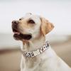 Personalized Dog Collar Name Free Engraved Custom ID Collars for Small Medium Large Dogs Puppy Necklace Pet Leash Pitbull