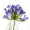 Hill Interiors Agapanthus Artificial Potted Plant