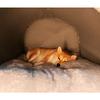 1.5kg Puppy Kennel Warm Winter Dog House Mat Nest Deep Sleep Tent Small Cat House Supply Detachable Washable Cat Bed Non-slip