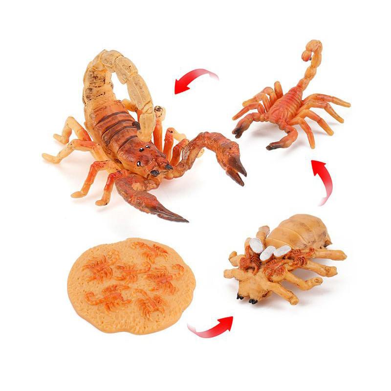 Enchanting Simulation Solid Turtle Chick Frog Animal Growth Cycle Montessori Teaching Aids For Unique Gifts And Decorative Accents