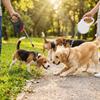 Köpek – Köpek Tasmaları ve Tasma Kayışları