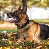 Adjustable Dog Collar,Tacticals Nylon Pet Dog Collar With Pin Buckle,Pet Dog Collar For Small Medium Large Dogs M/L/XL
