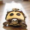 Sweater for Turtle Handmade Knitted Winter Warm Small Animals Apparel Accessory Halloween Party Cosplay Costume for Pet Tortoise Turtle