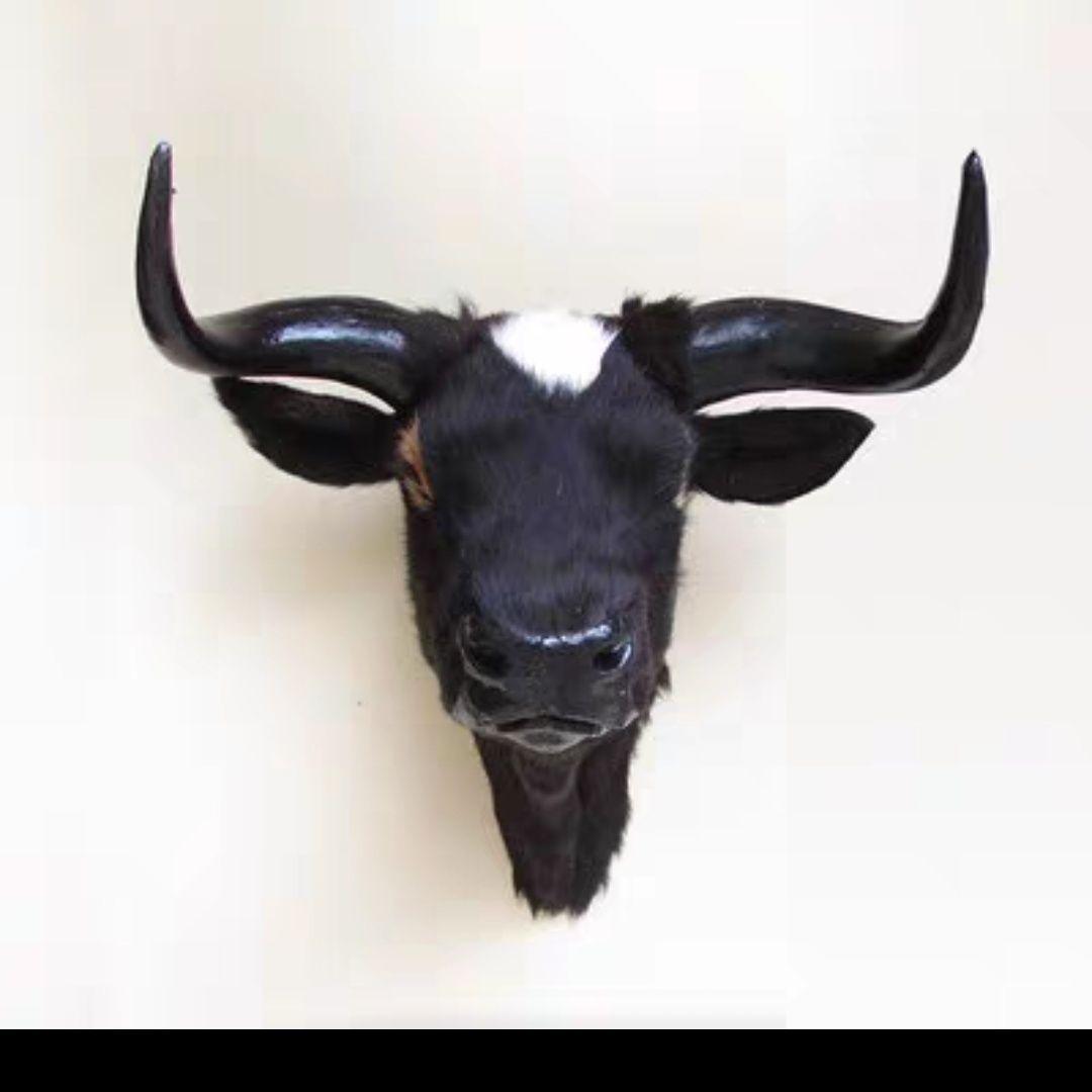Dzīvības izmēra simulēta vēršu bifeļu galvas