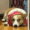 Коргі Танець живота Стегновий рушник Декоративний пояс Спідниця для домашнього собаки Трясти талією Аксесуари для тварин Танцювальний ланцюжок Одяг Блискітки Стегна
