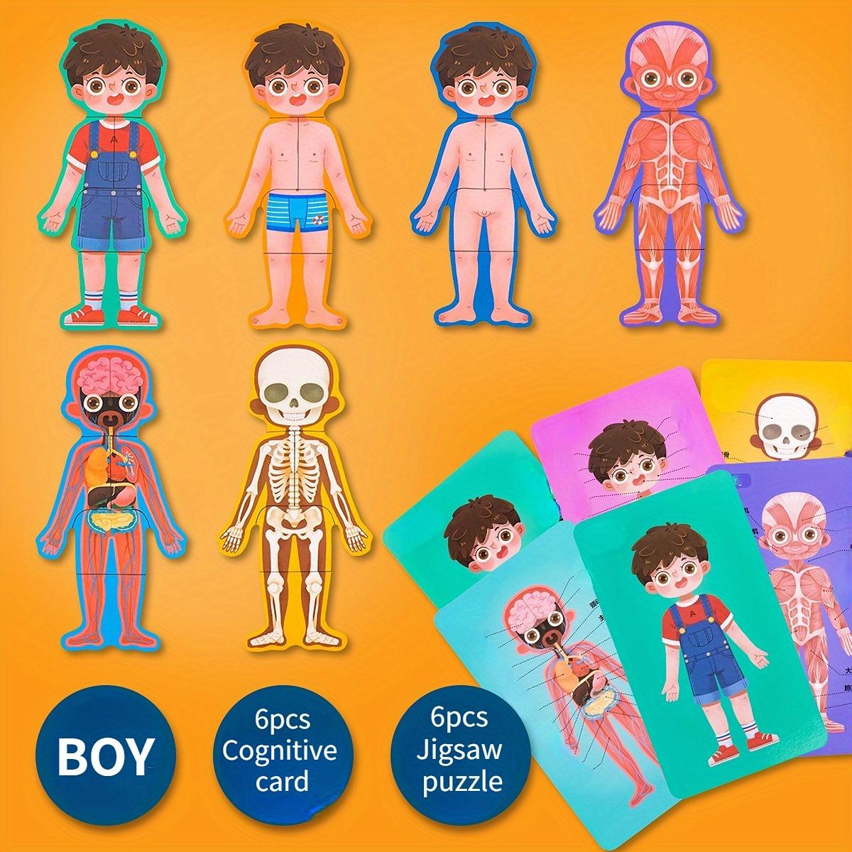 

1 шт. деревянные пазлы, Познание структуры тела человека, структура, биология, деревянные аксессуары, просвещение, пазл, обучение белый