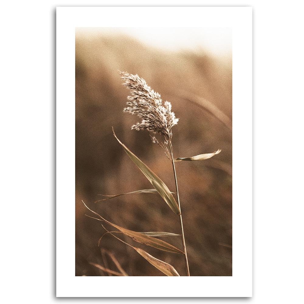 Canvas Print, Reed On a Macro Scale