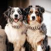 Fashion PVC Braided Luxury Adjustable Dog Collar & Leash with Print Pattern Ribbons Decoration Soft & Durable