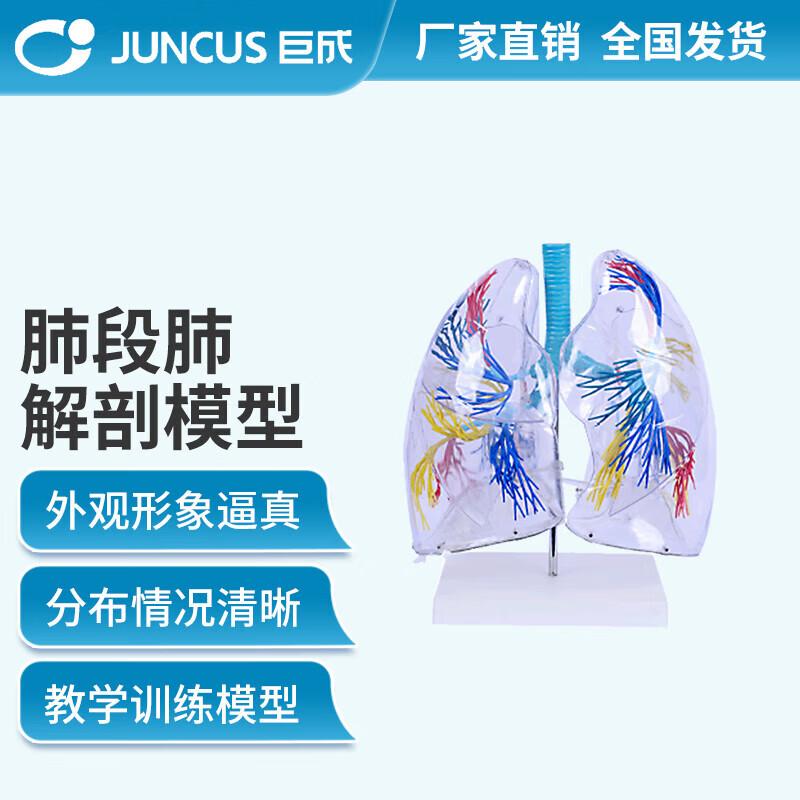 Pulmonary Segment Anatomy Model