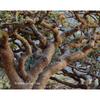 Bio Boswellia Serrata Harz 250g Indisches Weihrauchpulver Kräuter Weihrauch
