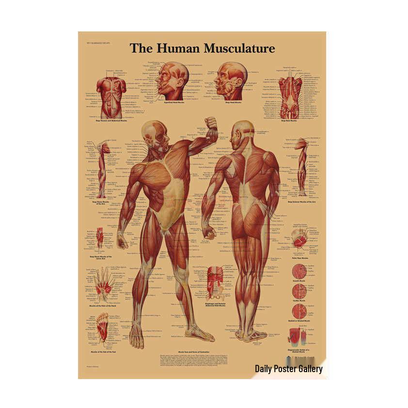 Anatomie kosterního svalstva Diagram Retro plakát pro výzdobu třídy Nástěnné umění (584)