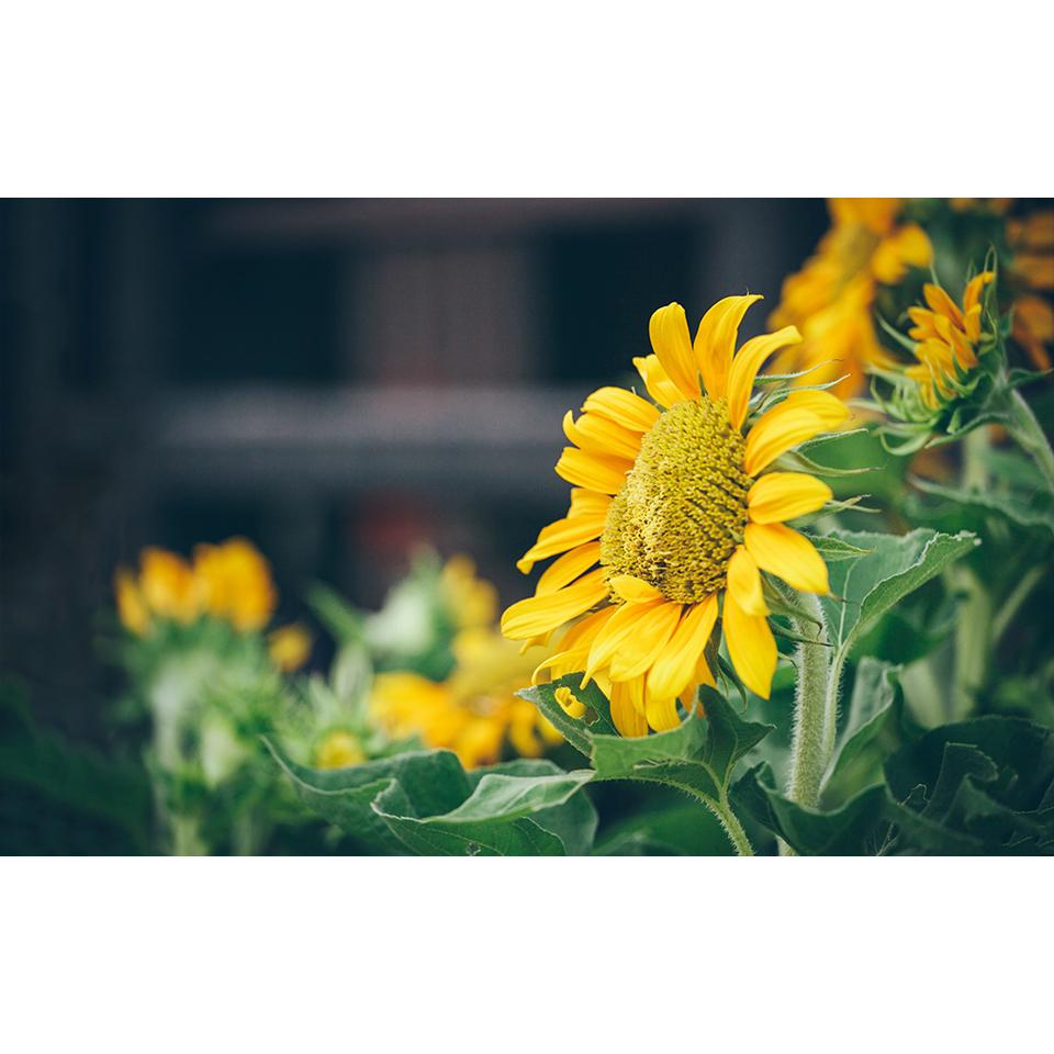 

Пейзаж 5D DIY Алмазная картина Горный хрусталь Картинки Мозаика Пейзаж Вышивка крестом Набор Full Round 20x30CM