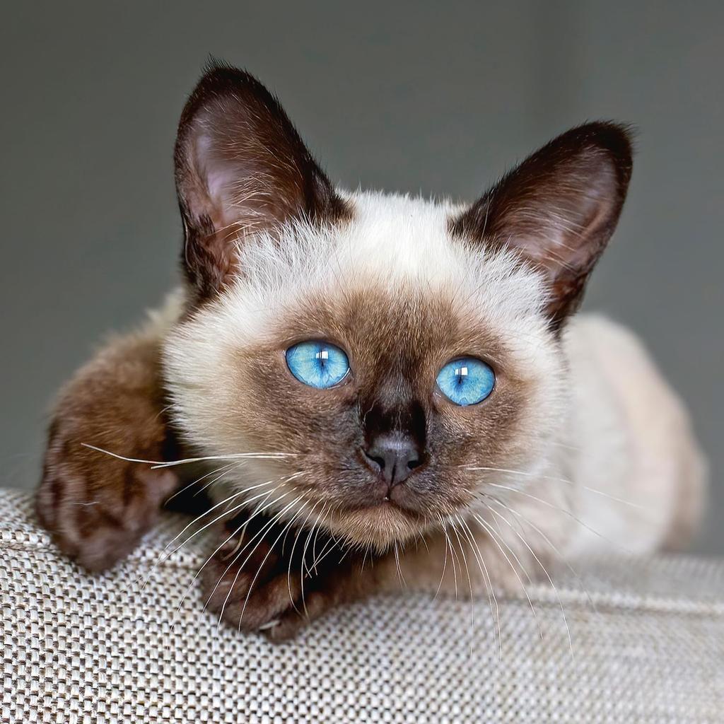 Calendar 2025-2026 Cute Kittens Wall Planner, Adorable Cat Organizer, 16-Month Hanging Schedule Sep 2025–Dec 2026, 12x12 in