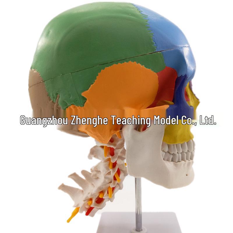 2017 Brain and Cervical Vertebrae Colored Skull Teaching Model 19x15x21 CM